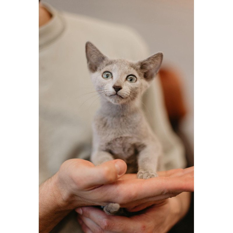 Russian Blue 6.11
