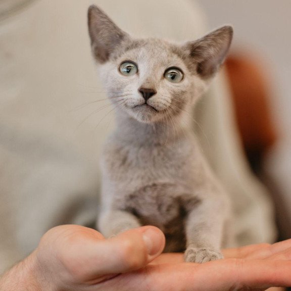Russian Blue 6.11