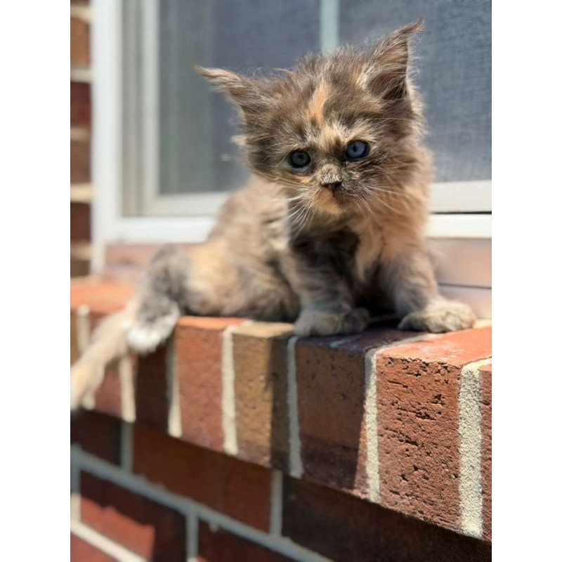 Maine Coon CK Pru Kitten is in USA