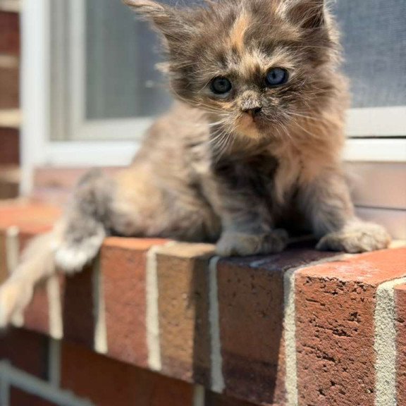 Maine Coon CK Pru Kitten is in USA