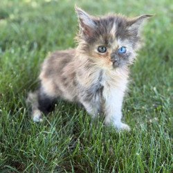 Maine Coon CK Pru Kitten is...
