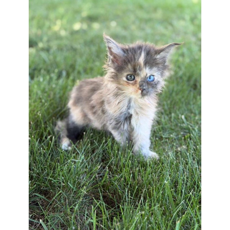 Maine Coon CK Pru Kitten is in USA