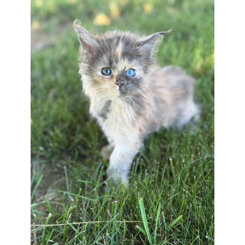 Maine Coon CK Pru Kitten is in USA
