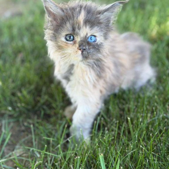 Maine Coon CK Pru Kitten is in USA