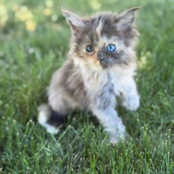 Maine Coon CK Pru Kitten is...