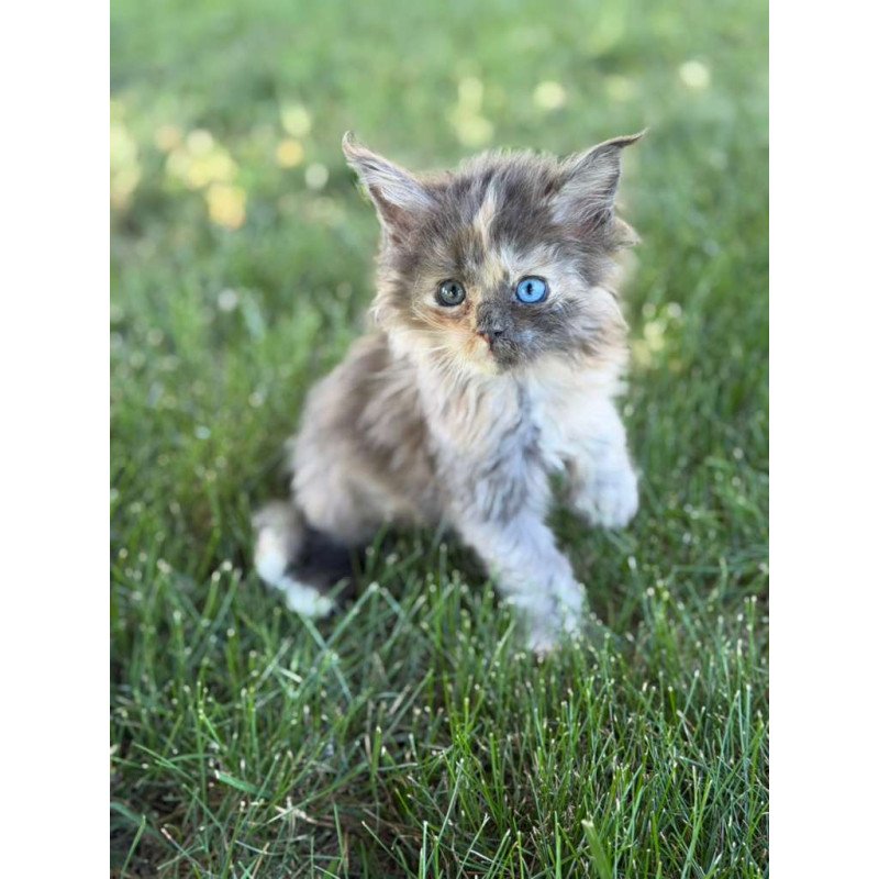 Maine Coon CK Pru Kitten is in USA