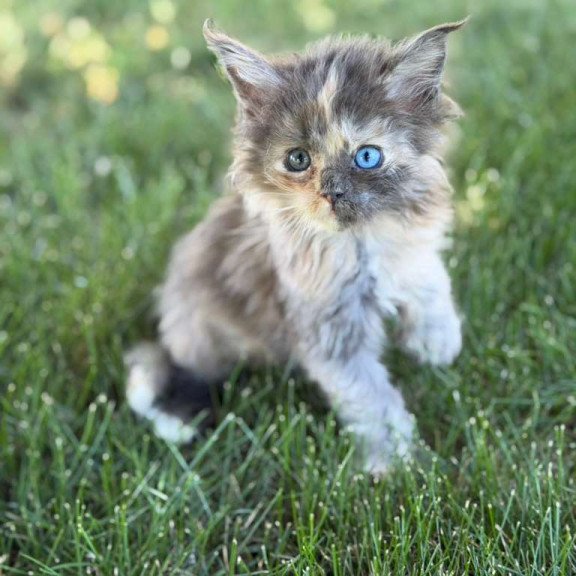 Maine Coon CK Pru Kitten is in USA