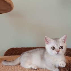 Munchkin Mickey
