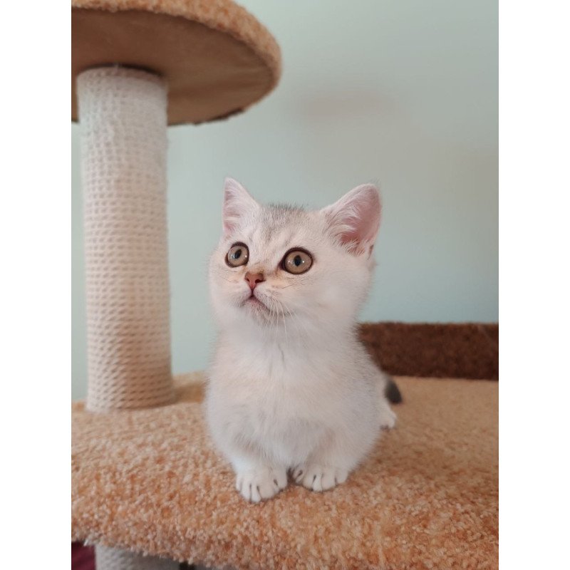 Munchkin Mickey