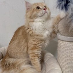 Siberian REZ Virsavia