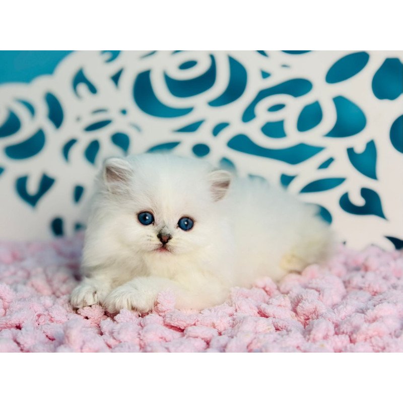 Scottish Aurora