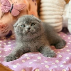 Scottish Potapuf