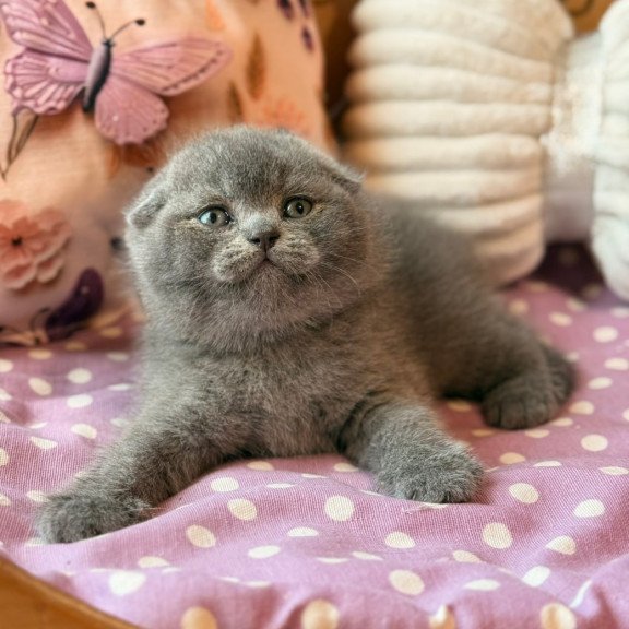 Scottish Potapuf