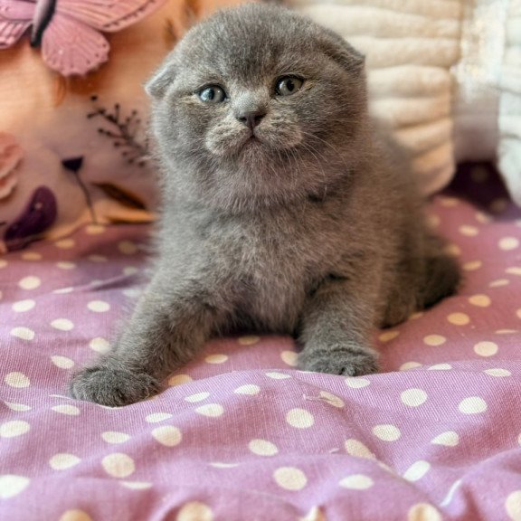 Scottish Potapuf