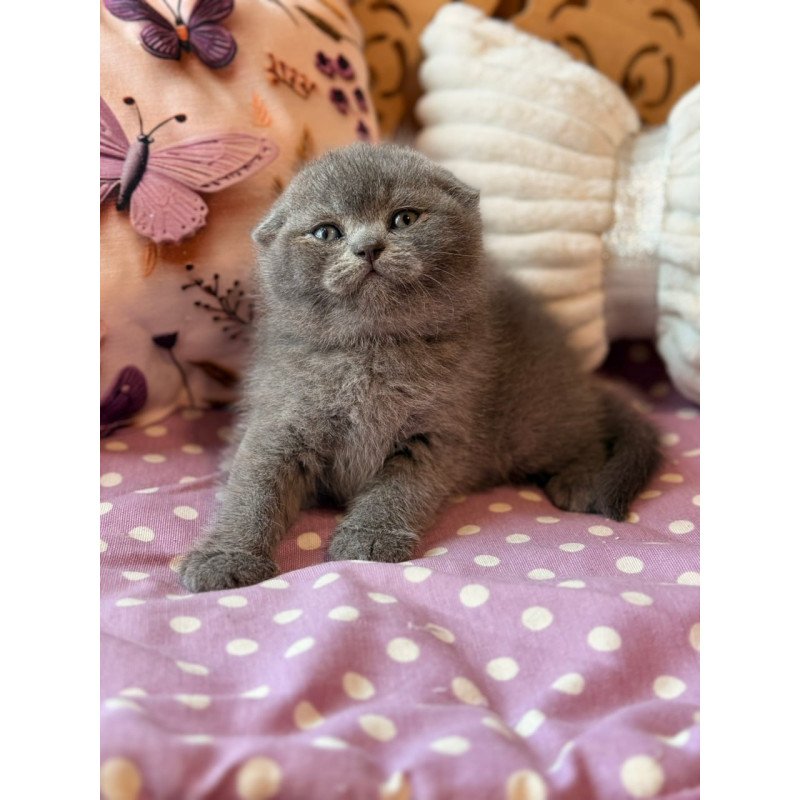 Scottish Potapuf