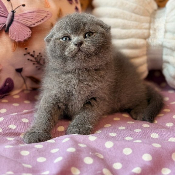 Scottish Potapuf