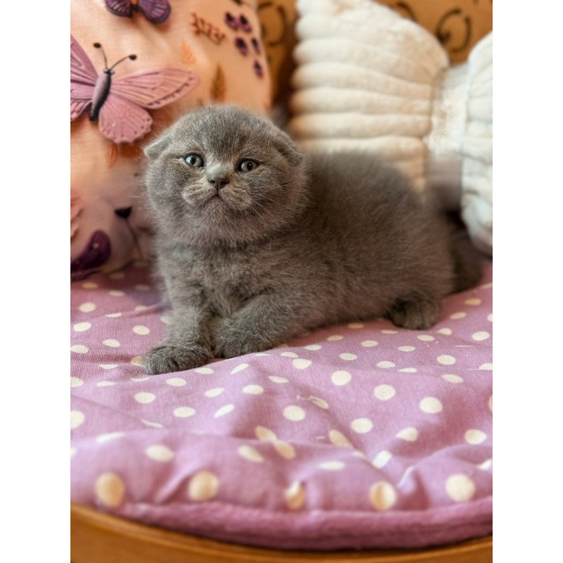Scottish Potapuf