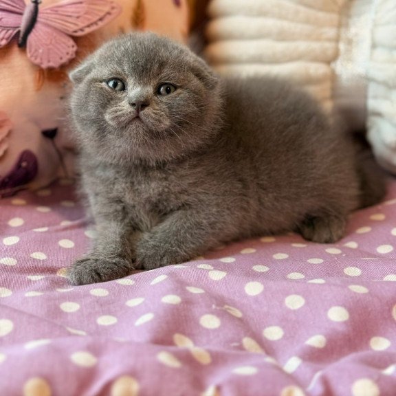 Scottish Potapuf