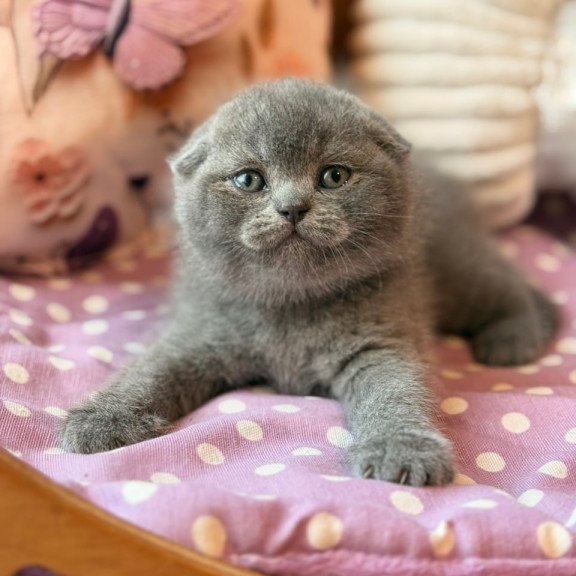 Scottish Potapuf