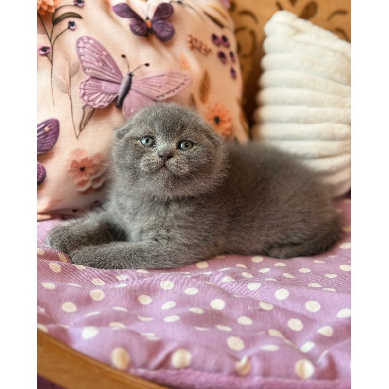 Scottish Potapuf