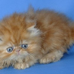 Persian Dendi