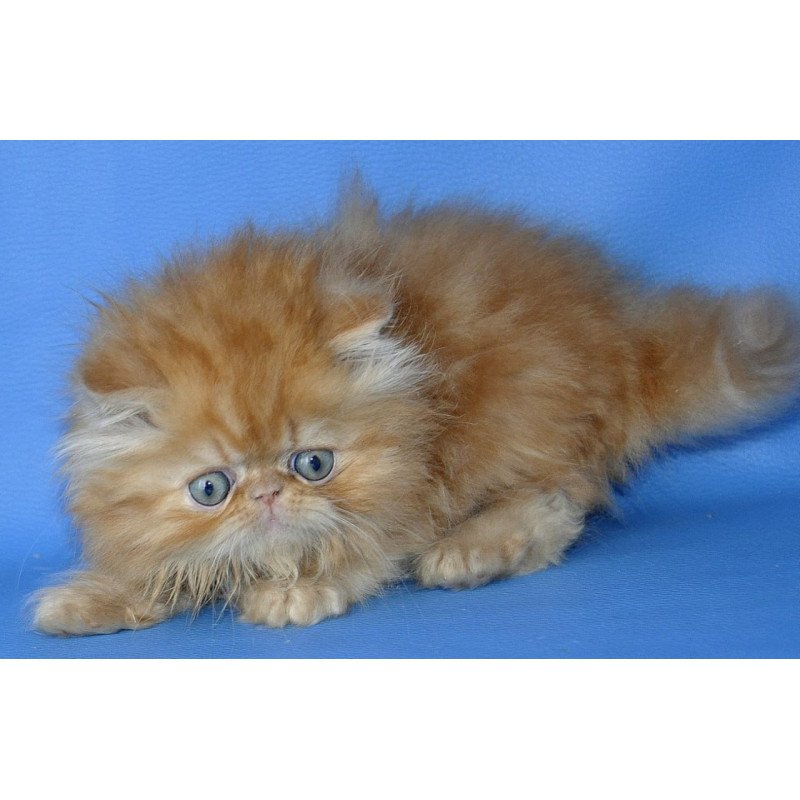 Persian Dendi