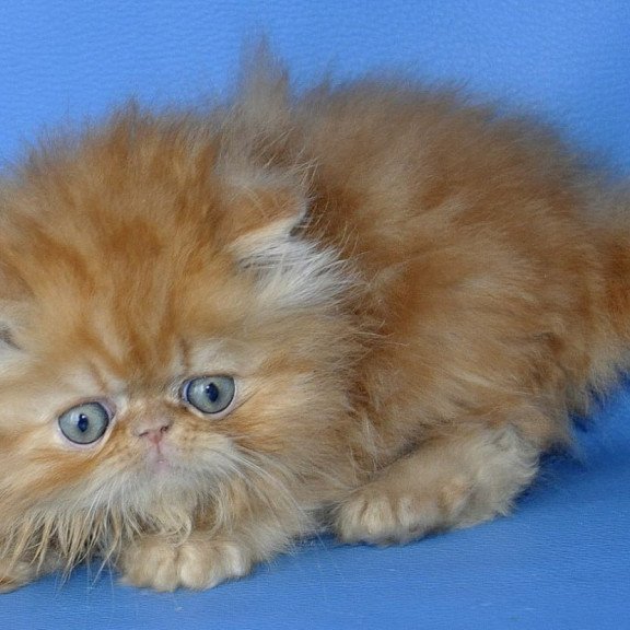 Persian Dendi