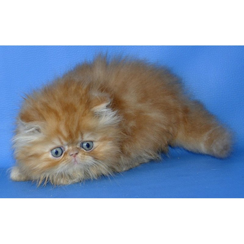 Persian Dendi