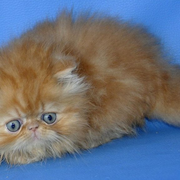 Persian Dendi