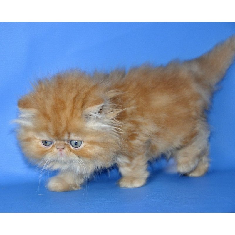 Persian Dendi
