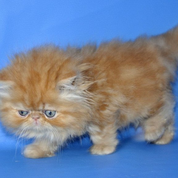 Persian Dendi