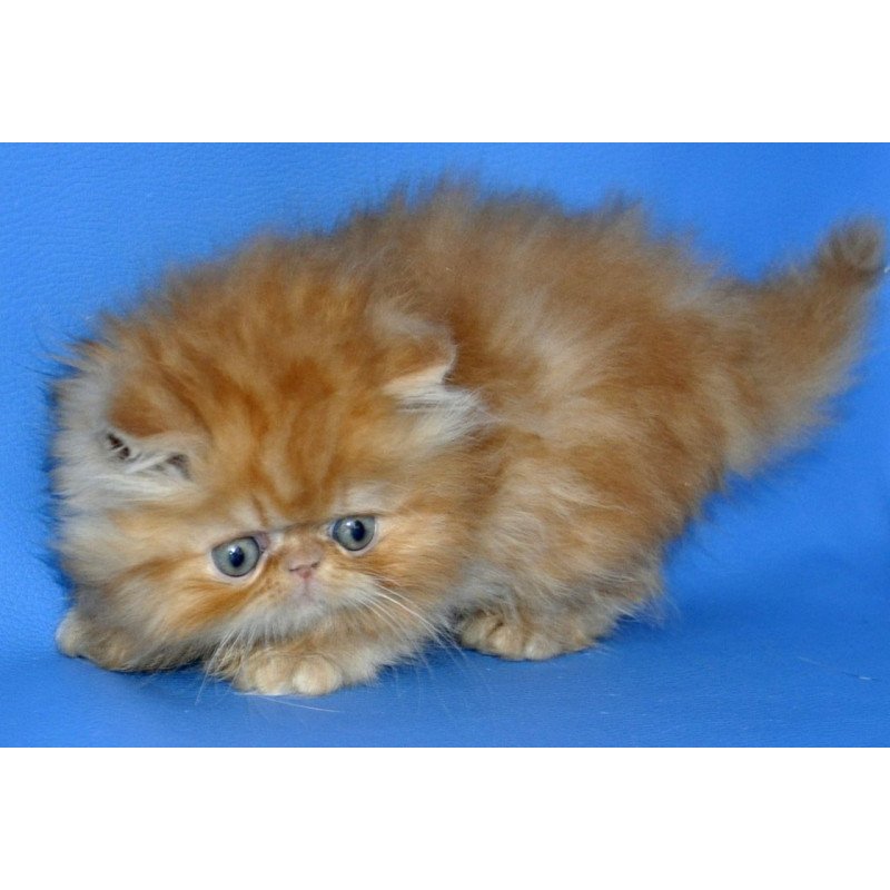 Persian Dendi