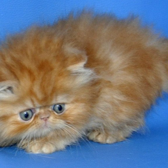 Persian Dendi