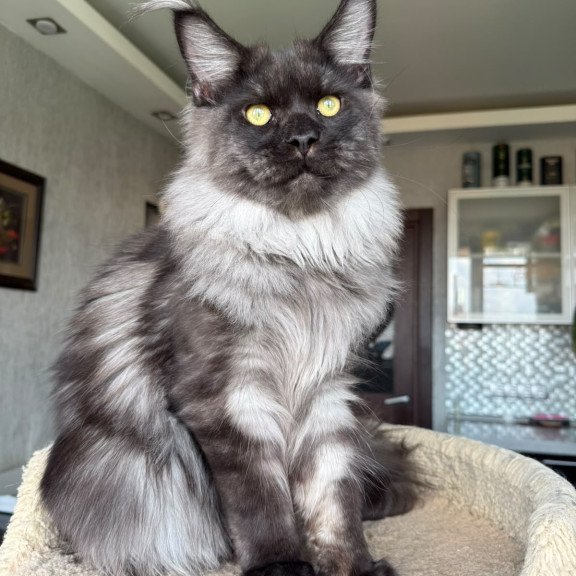 Maine Coon A Triumph