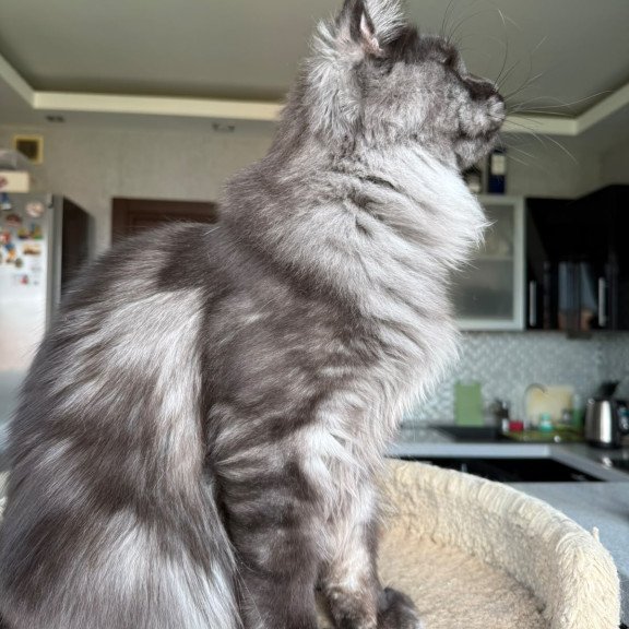 Maine Coon A Triumph