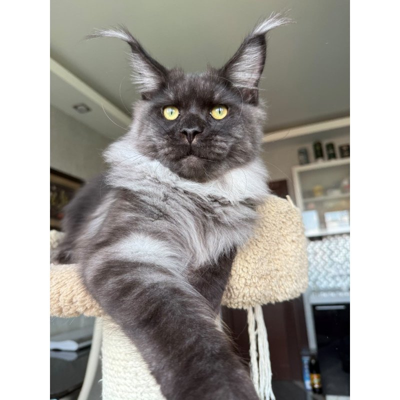 Maine Coon A Triumph