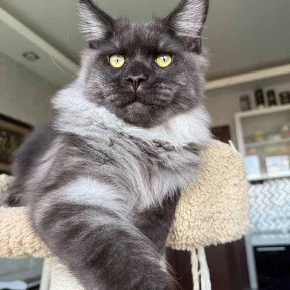 Maine Coon A Triumph
