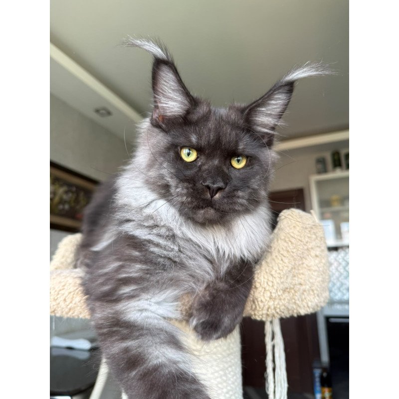Maine Coon A Triumph
