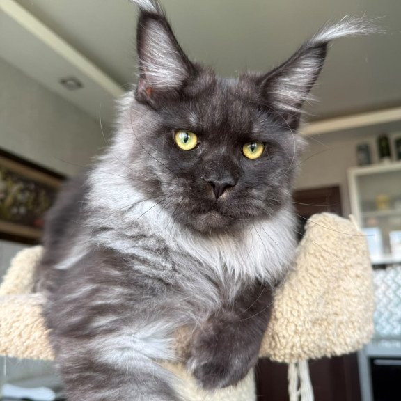 Maine Coon A Triumph