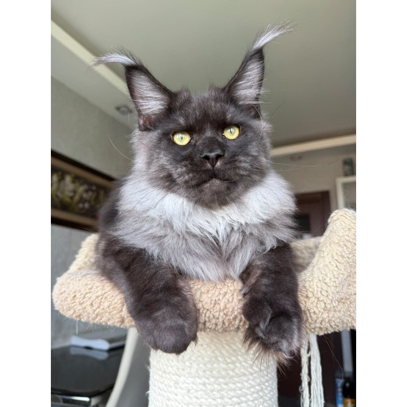 Maine Coon A Triumph