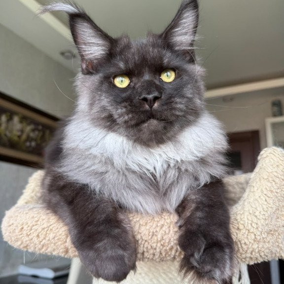 Maine Coon A Triumph