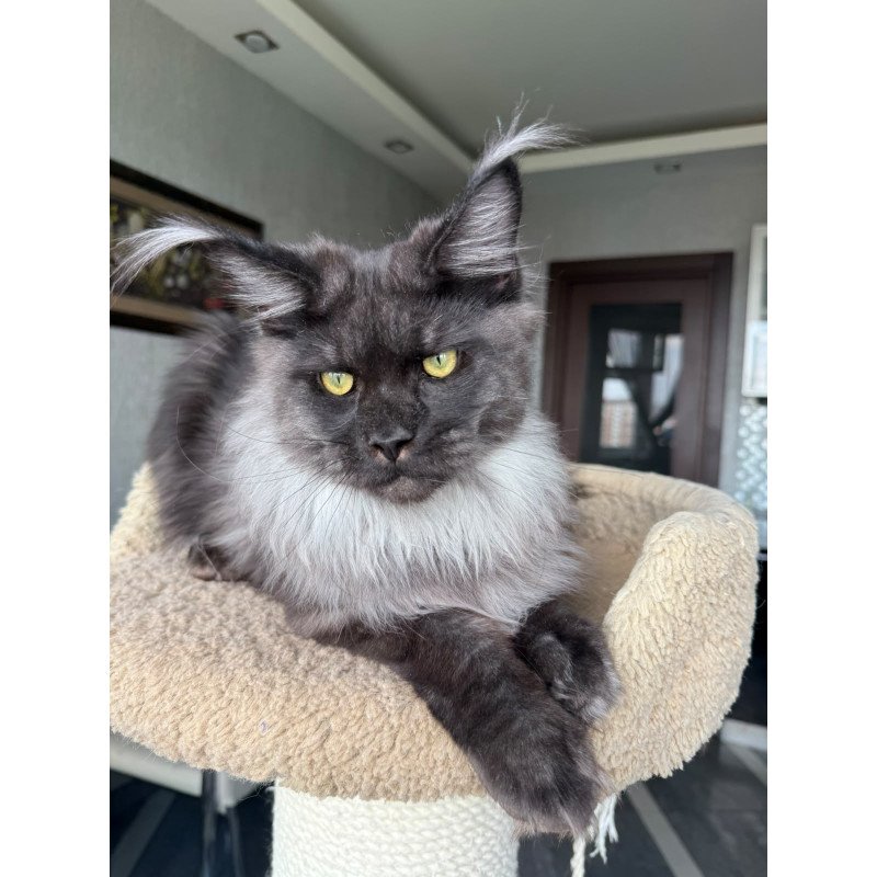 Maine Coon A Triumph
