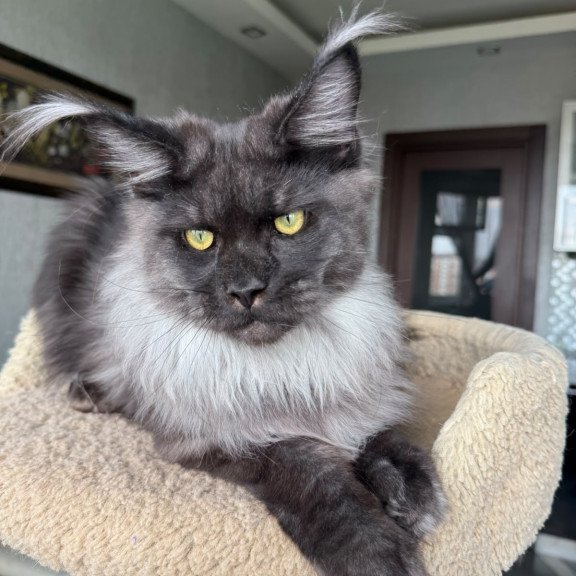 Maine Coon A Triumph