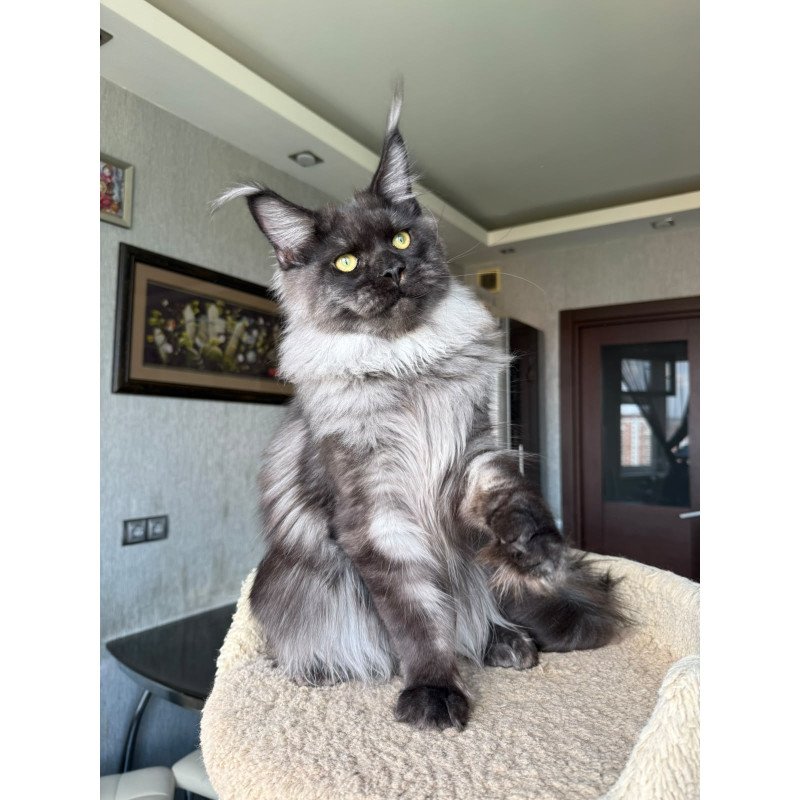 Maine Coon A Triumph