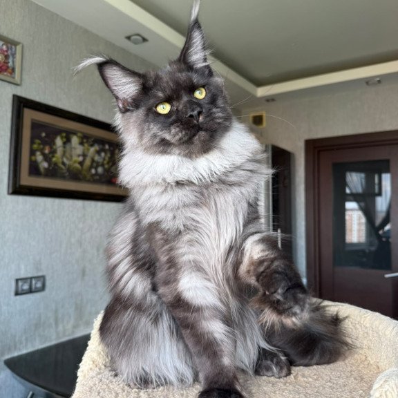 Maine Coon A Triumph