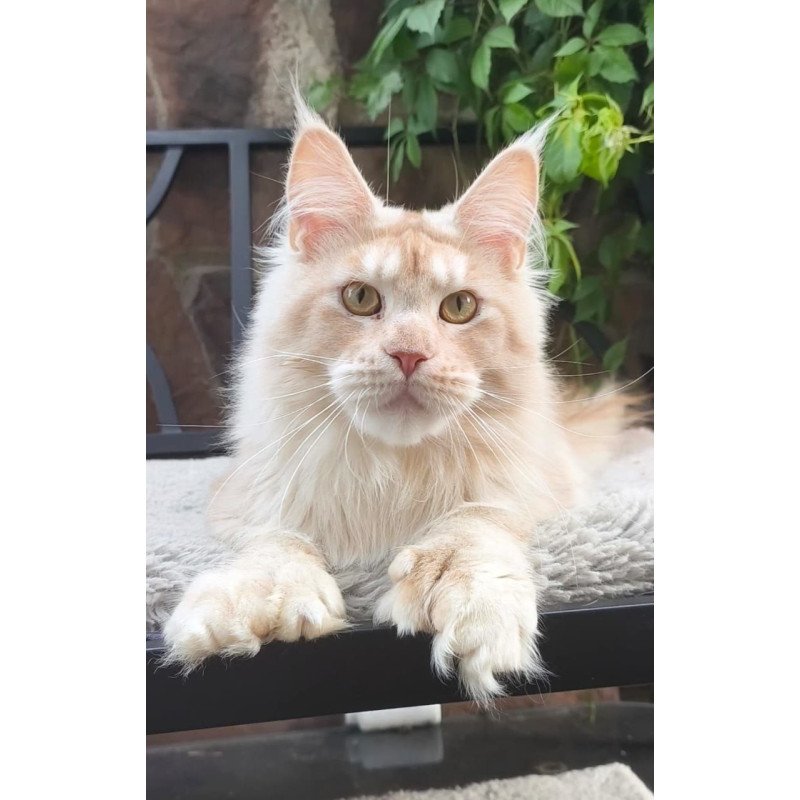 Maine Coon A Yoshi
