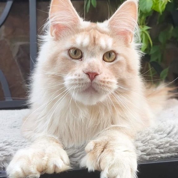 Maine Coon A Yoshi