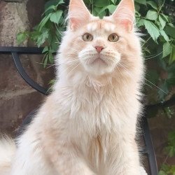 Maine Coon A Yoshi