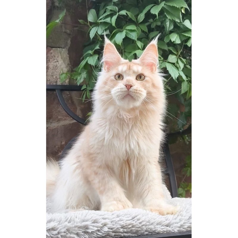 Maine Coon A Yoshi