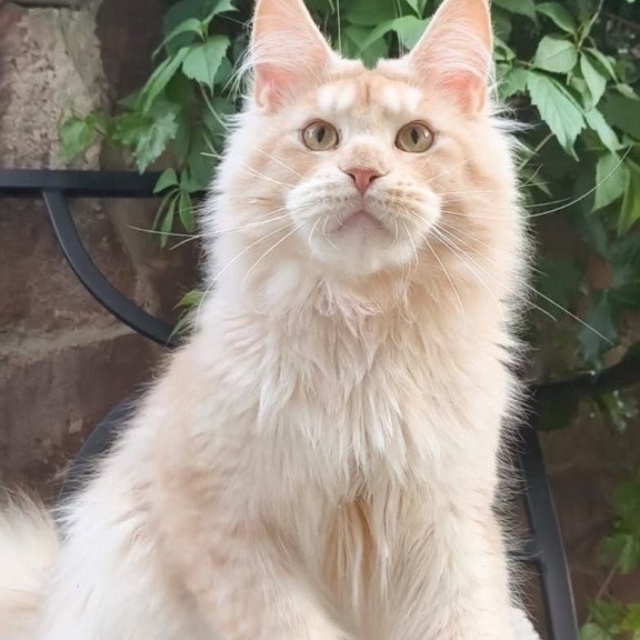 Maine Coon A Yoshi